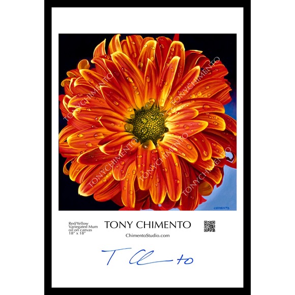 Red Yellow Variegated Mum by Tony Chimento Signed Art Poster 13"x19" - Picture 1 of 1